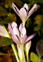 Colchicum autumnale